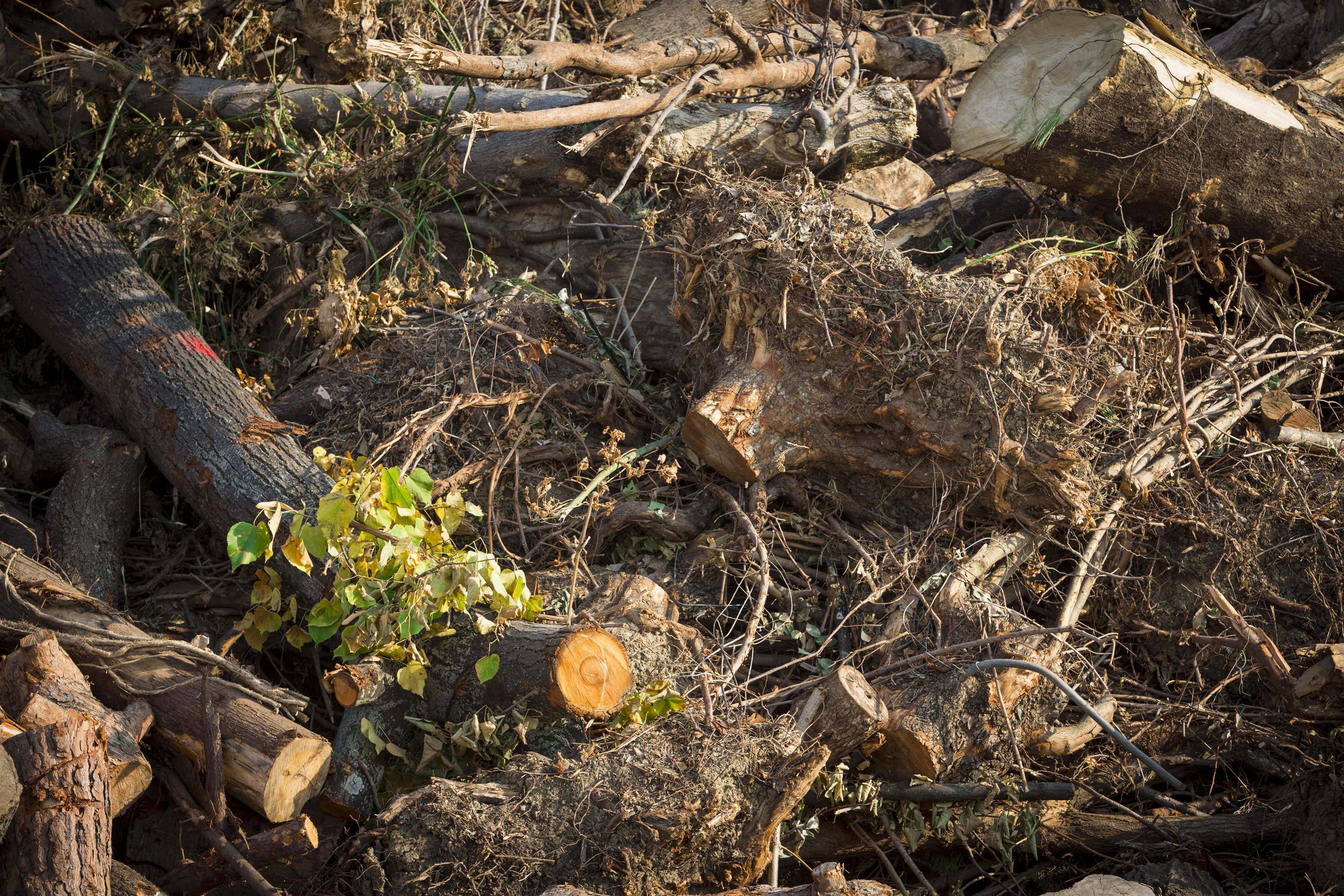 Organic waste at Anaerobic digestion and composting plant in Rimini