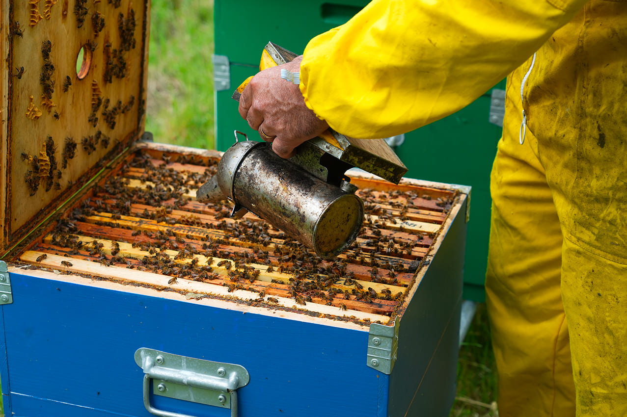 Hera, at Frullo waste-to-energy plant 180 thousand bees will monitor environmental quality